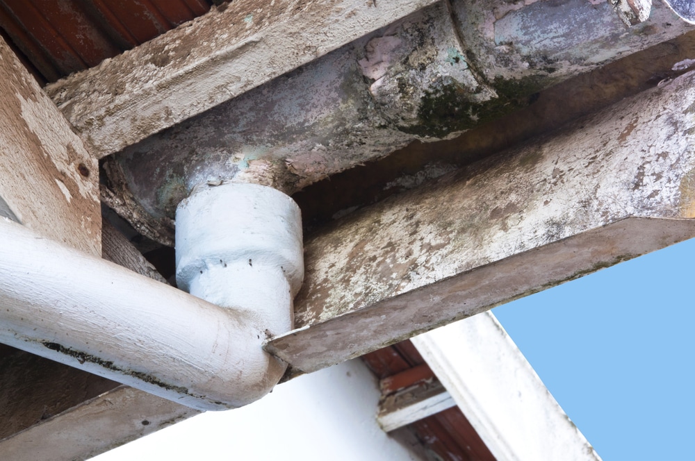 Mold & Mildew Growth Gutter & Roofing Naples