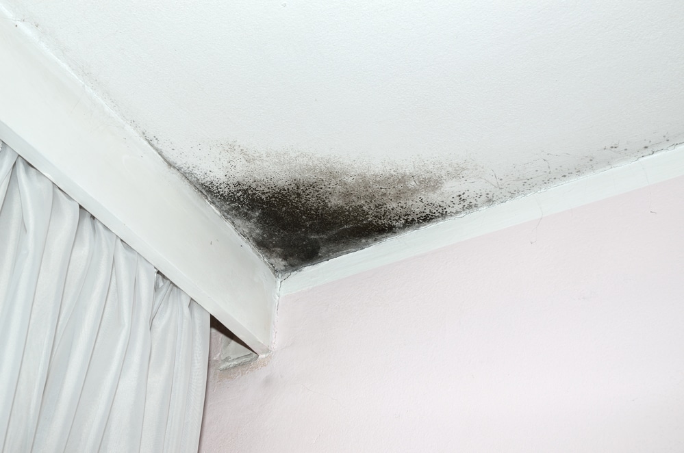 Residential Mold & Mildew Growth